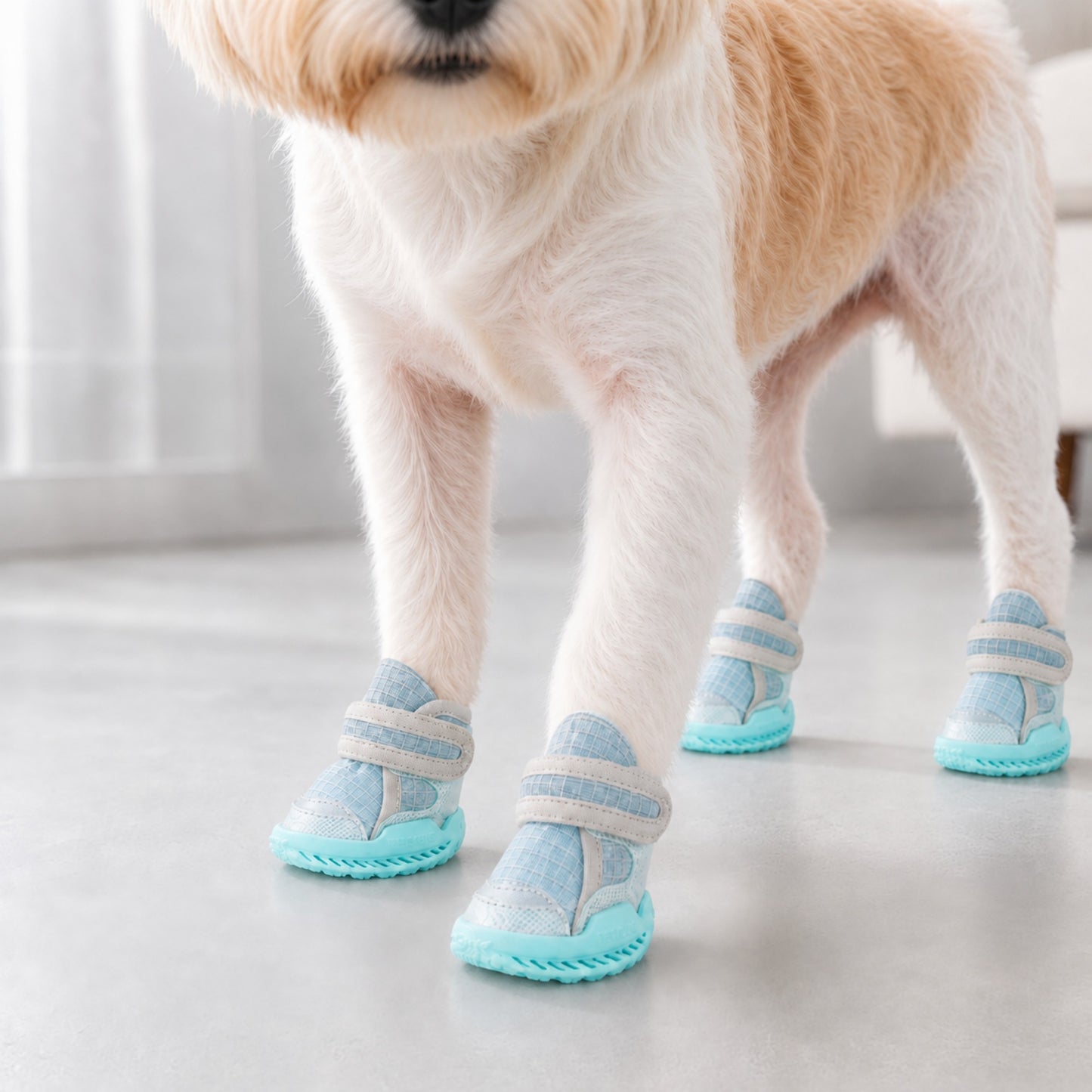 Leoxa Aqua Blue Dog Shoes